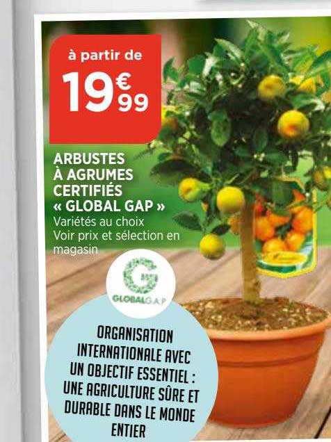 arbustes à agrumes certifiés "global gap"