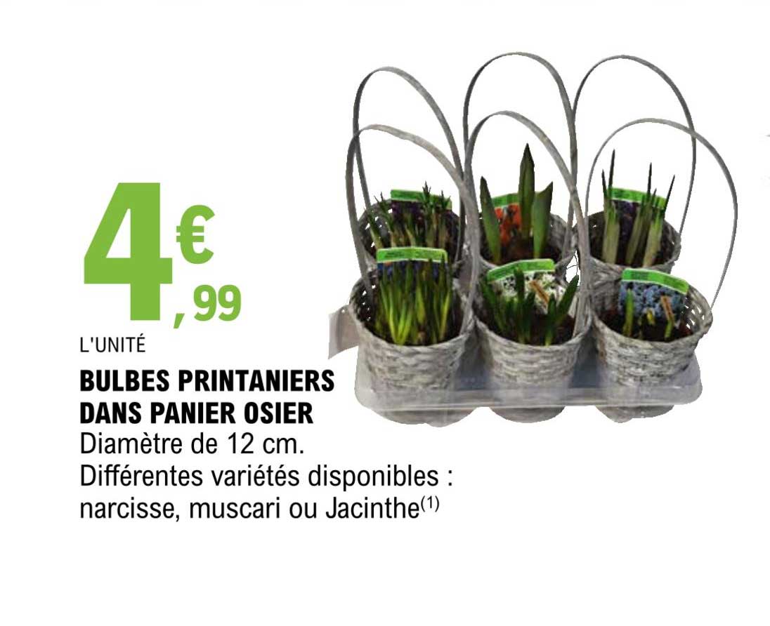 bulbes printaniers dans panier osier