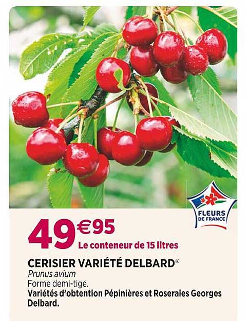 cerisier variété delbard