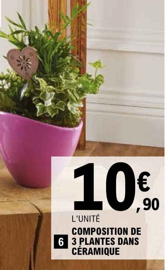 composition de 3 plantes dans céramique