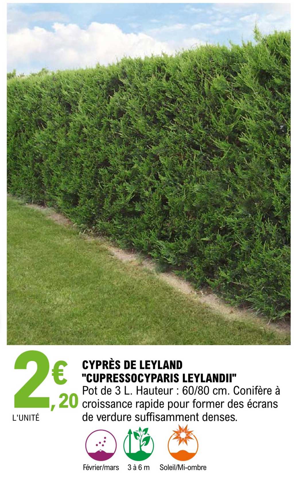 Cyprès De Leyland