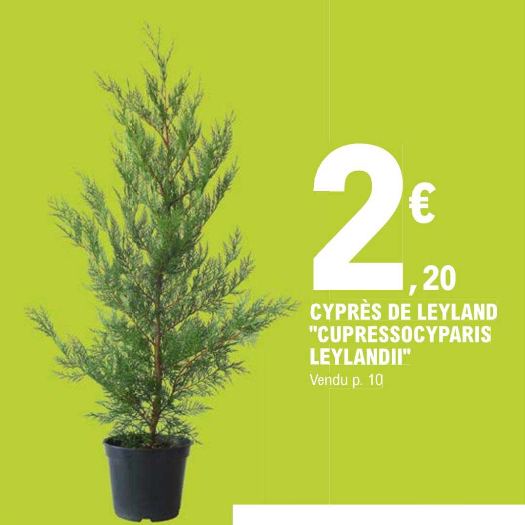 cyprès de leyland "cupressocyparis leylandii"