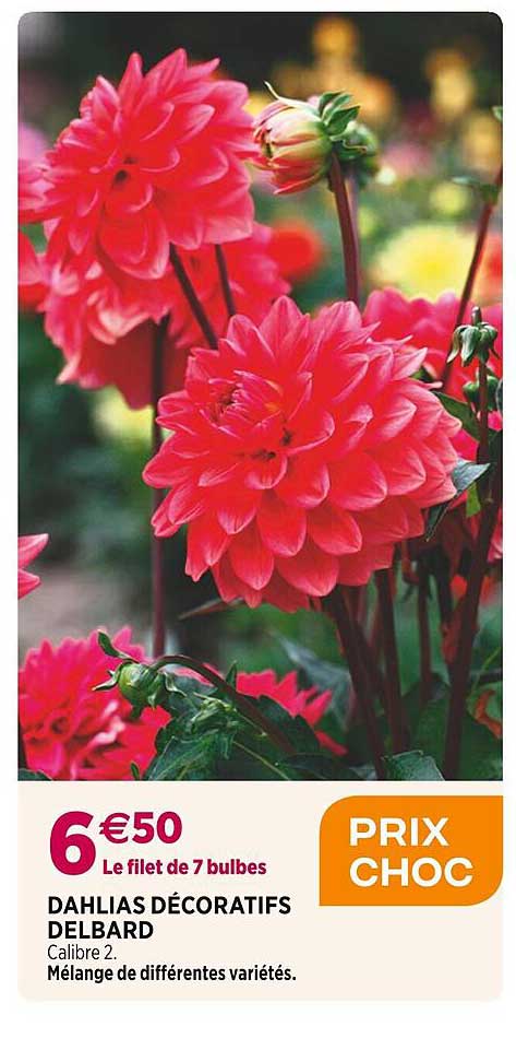 dahlias décoratifs delbard