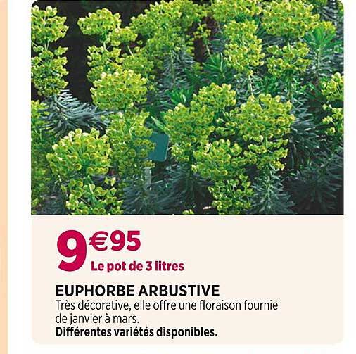 euphorbe arbustive