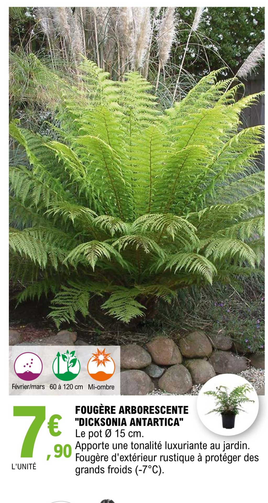 fougère arborescente "dicksonia antartica"