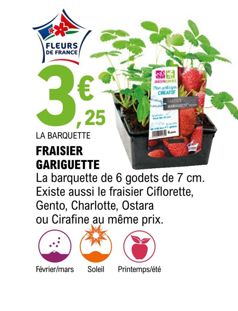 fraisier gariguette