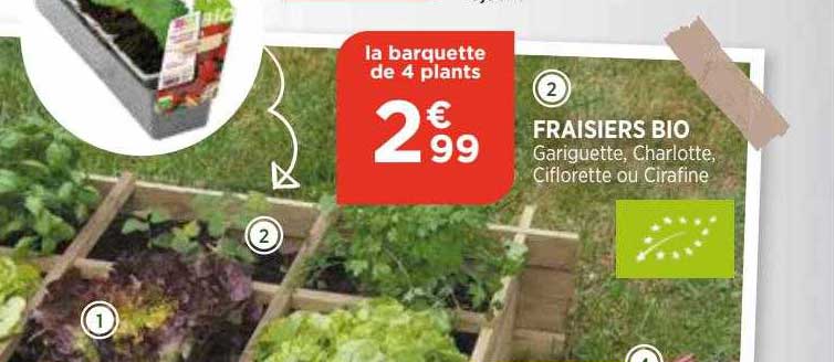 Fraisiers Bio
