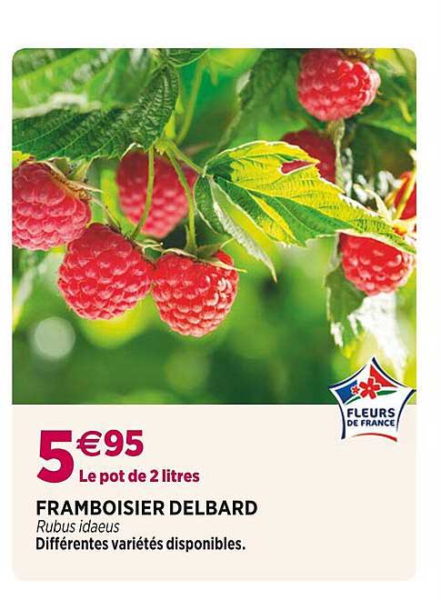 framboisier delbard