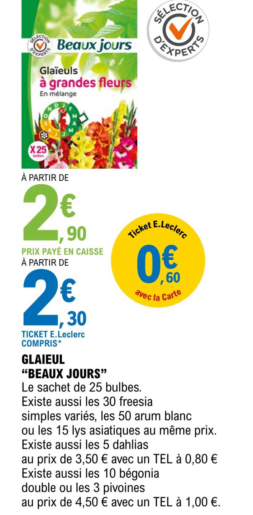 glaïeul "beaux jours"