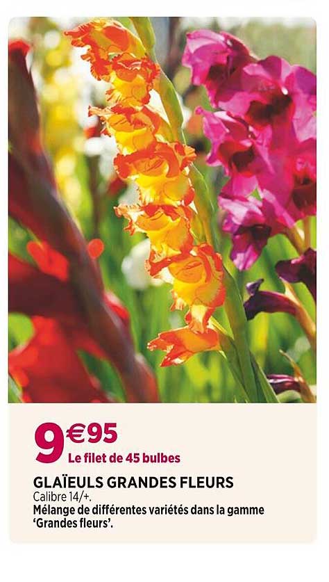 glaïeuls grandes fleurs