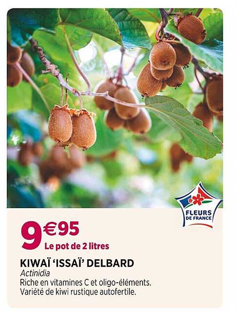 kiwaï "issaï" delbard