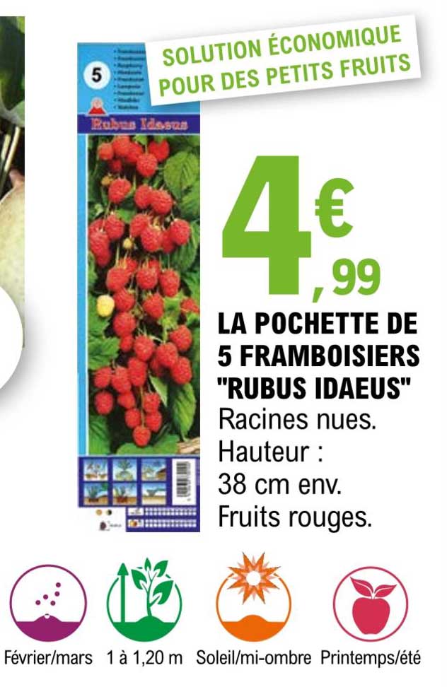 la pochette de 5 framboisiers