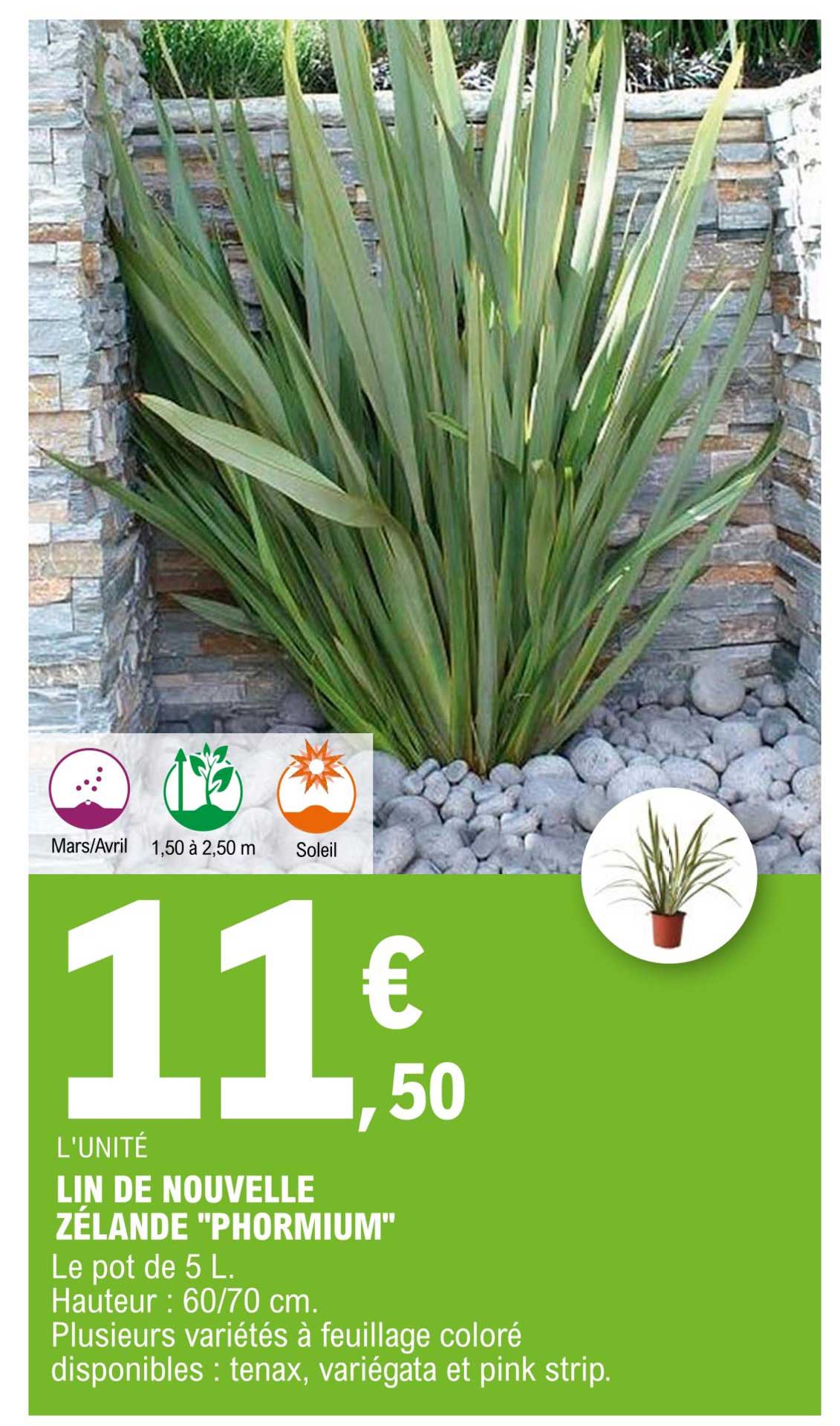 lin de nouvelle zélande "phormium"