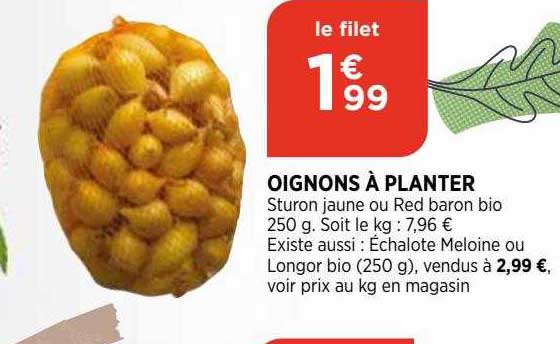 oignons à planter
