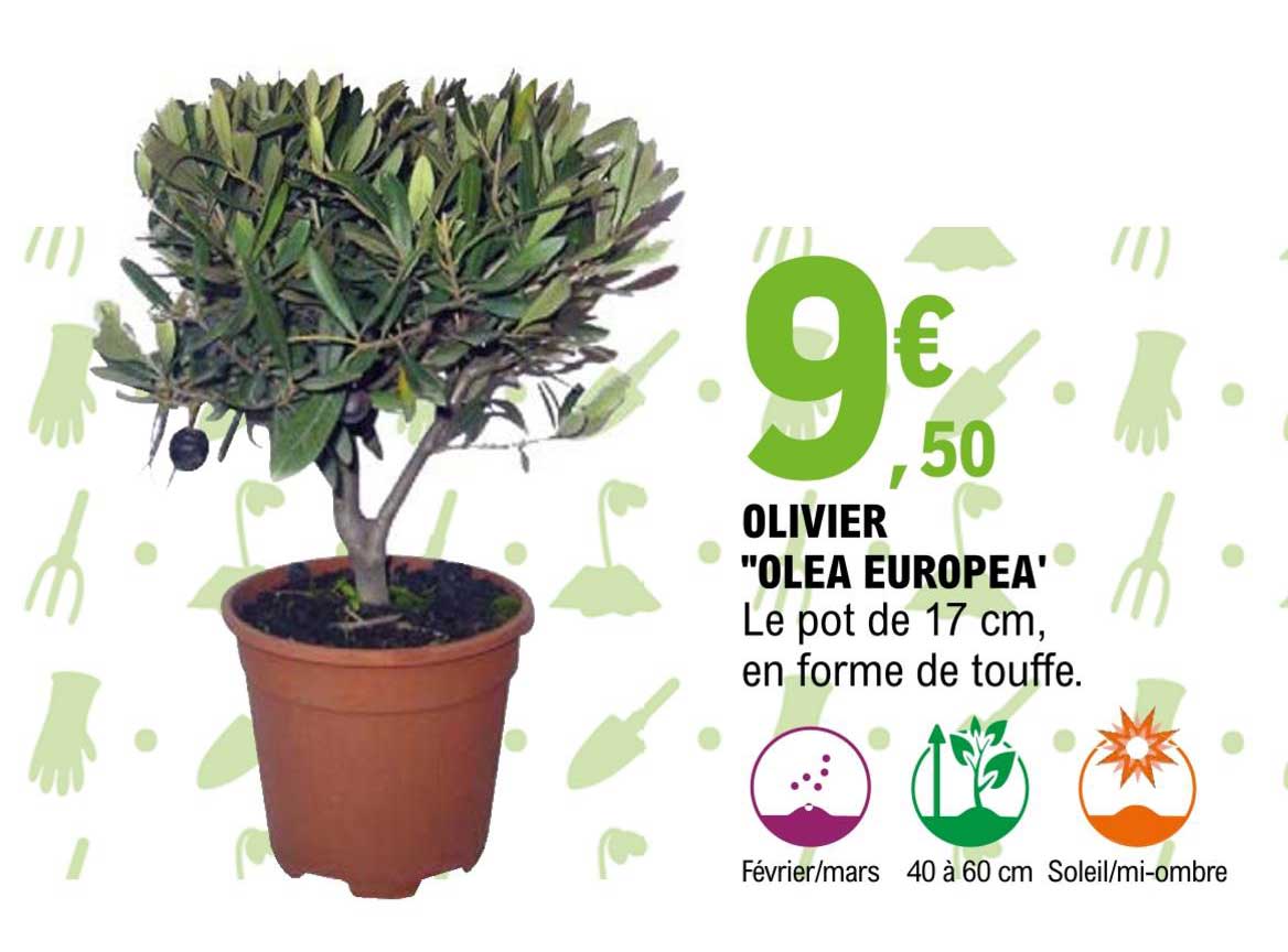 Olivier "olea Europea"