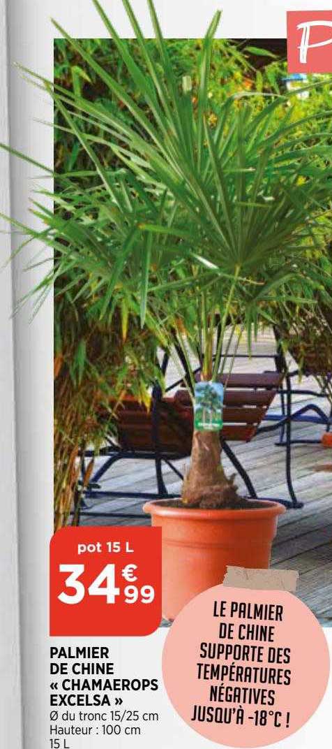 palmier de chine "chamaerops excelsa"