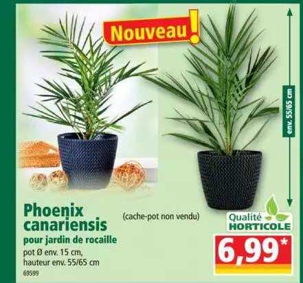 phoenix canariensis pour jardin de rocaille