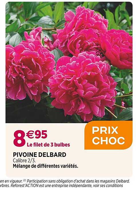 pivoine delbard