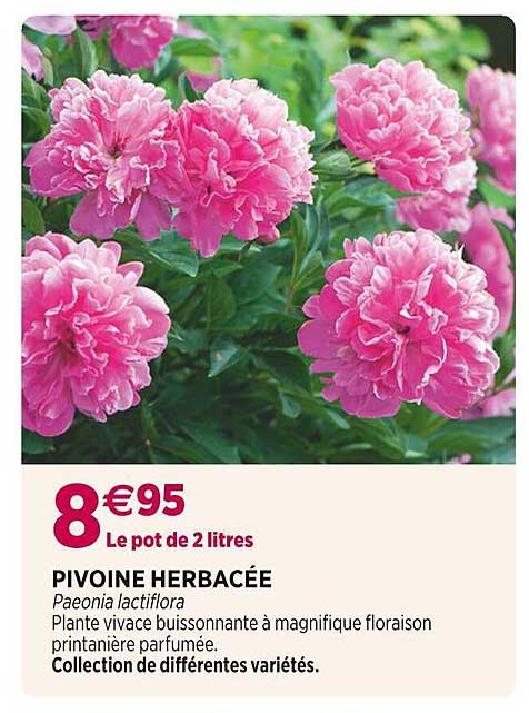 pivoine herbacée