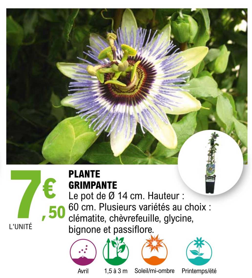 plante grimpante