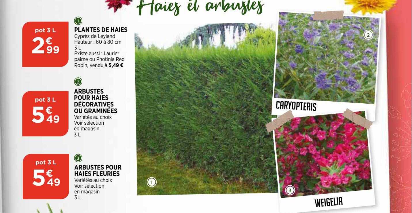 plantes de haies, arbustes pour haies décoratives ou graminées, arbustes pour haies fleuries