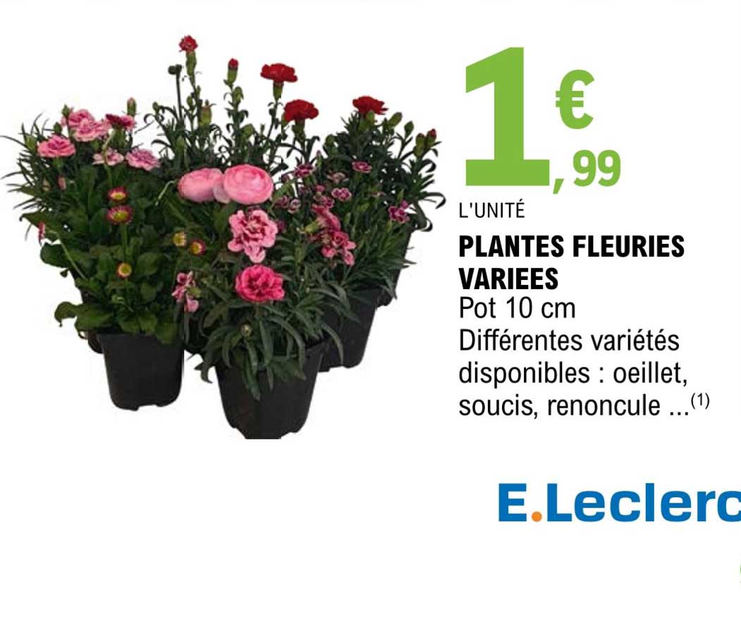 plantes fleuries variées