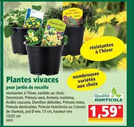 plantes vivaces pour jardin de rocaille
