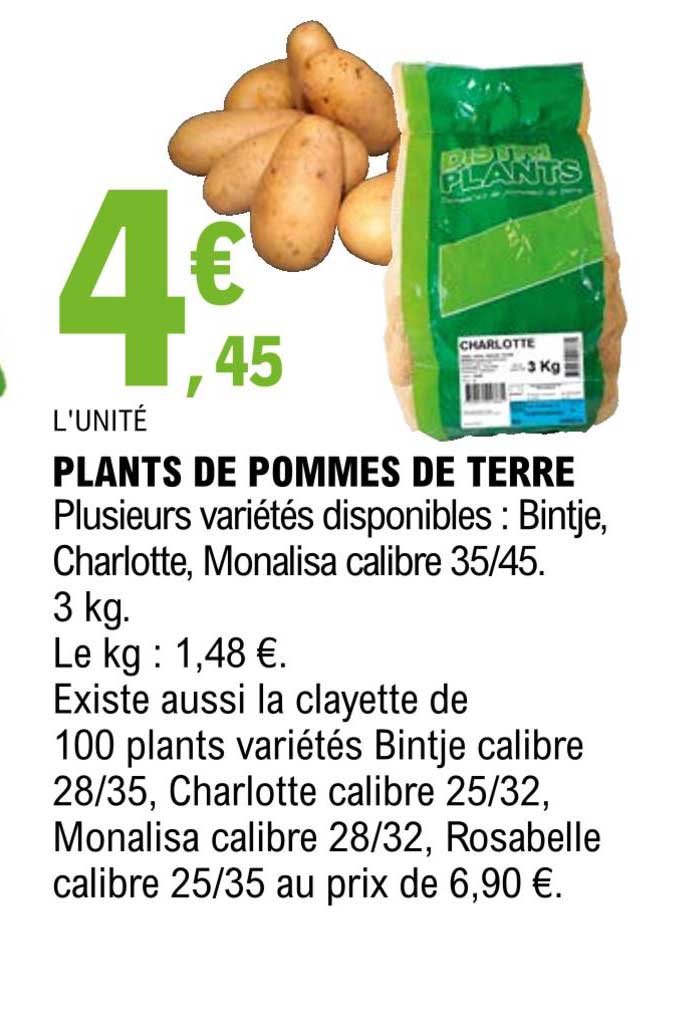 plants de pommes de terre