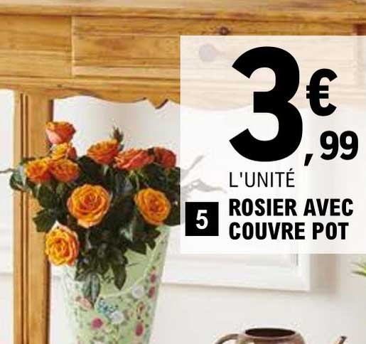 rosier avec couvre pot