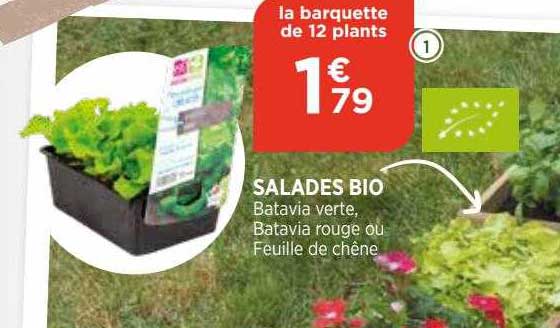 Salades Bio