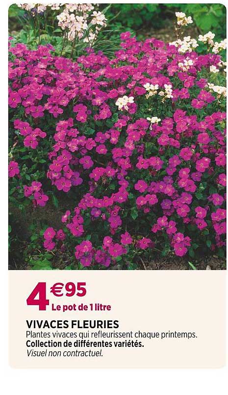 vivaces fleuries