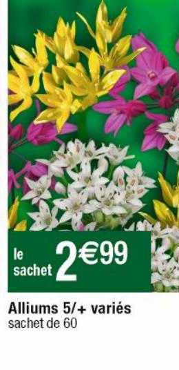 alliums 5-+ variés