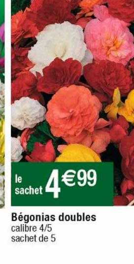 bégonias doubles