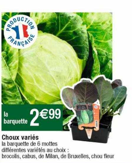 choux variés