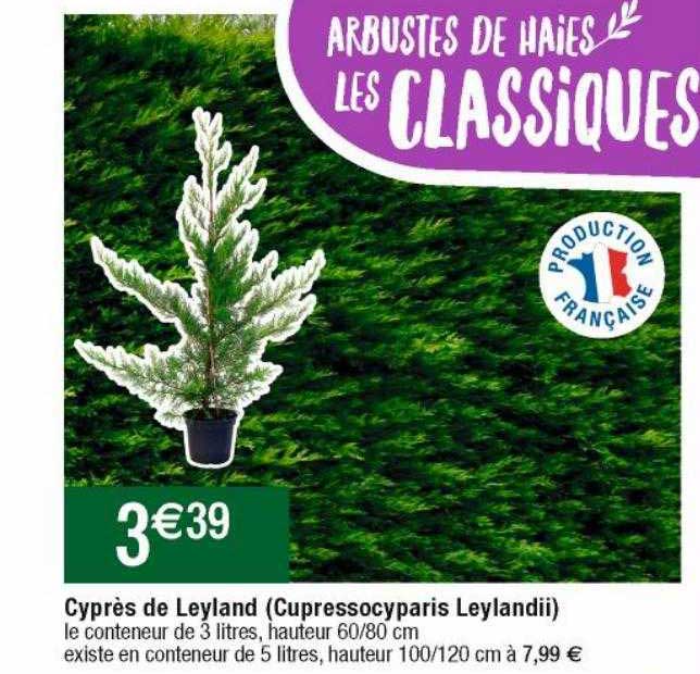 cyprès de leyland (cupressocyparis leylandii)