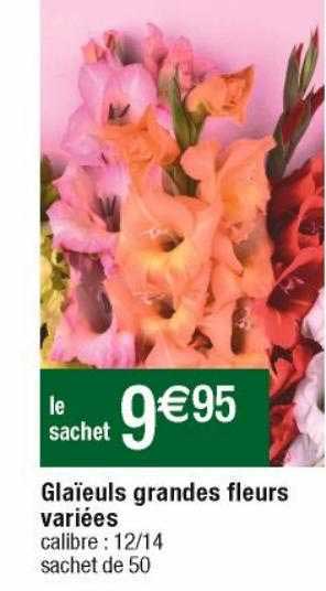 glaïeuls grandes fleurs variées