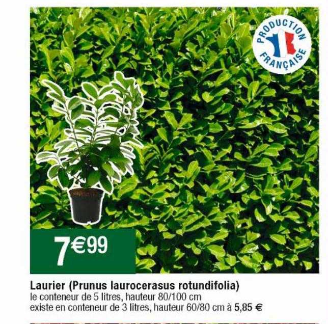 laurier (prunus laurocerasus rotundifolia)