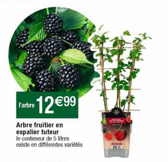 arbre fruitier en espalier tuteur