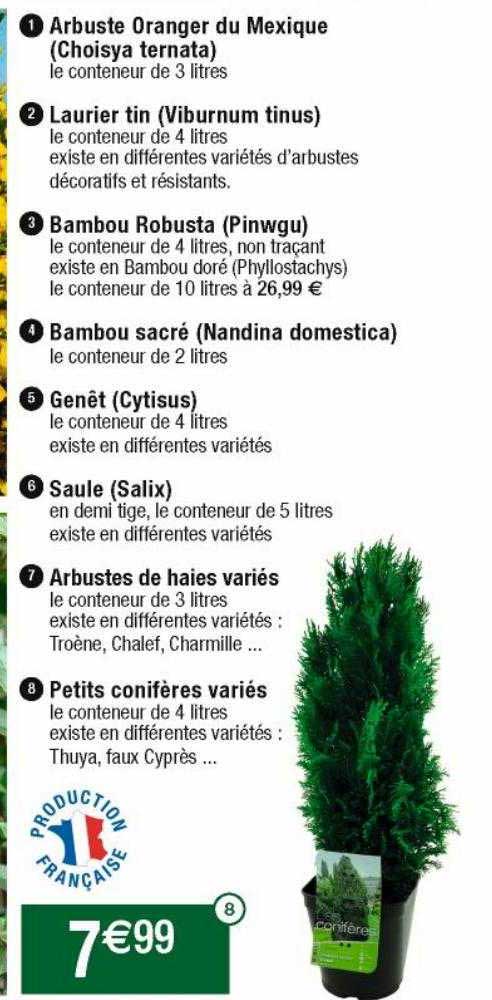 arbuste oranger du mexique (choisya ternata), laurier tin (vibyrnum tinus), bambou robusta (pinwgu), bambou sacré (nandina domestica), genêt (cytisus), saule (salix), arbustes de haies variés