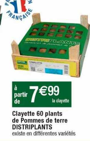 clayette 60 plants de pommes de terre distriplants