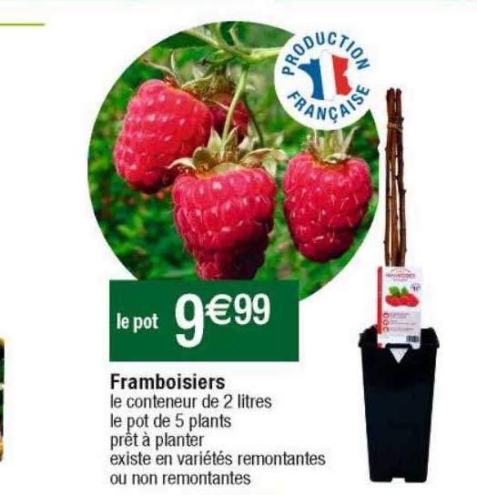 framboisiers