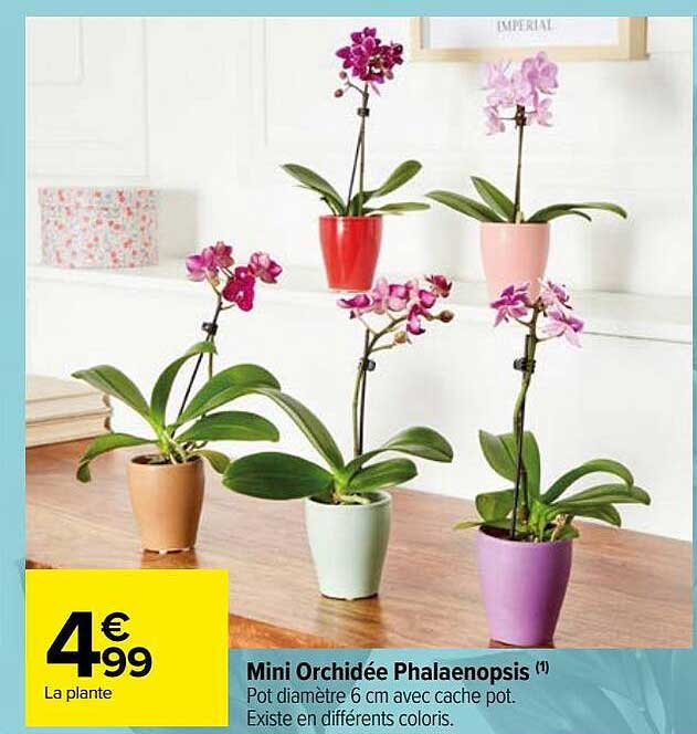 Mini Orchidée Phalaenopsis