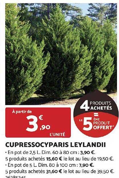 cupressocyparis leylandii