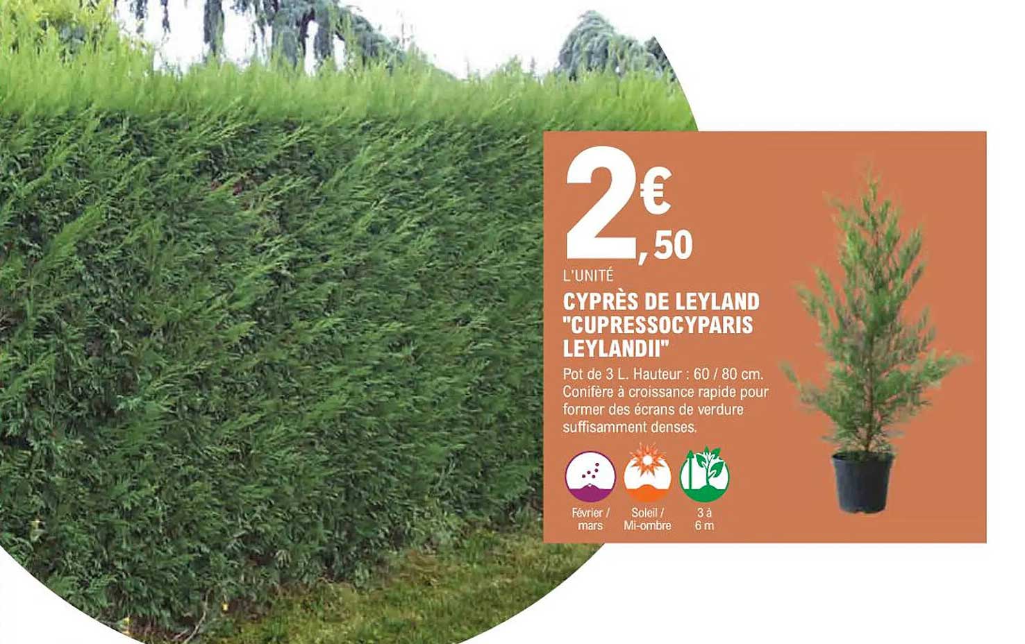 cyprès de leyland "cupressocyparis leylandii"
