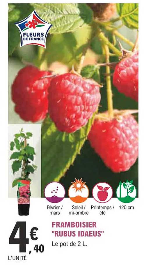 framboisier "rubus idaeus"