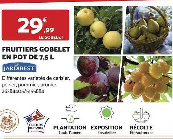 fruitiers gobelet en pot de 7,5 l jardibest