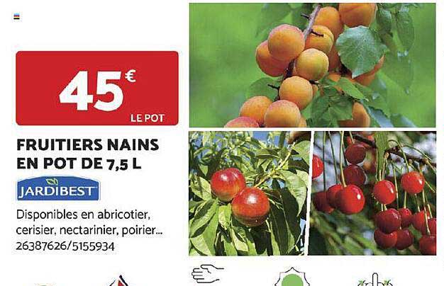 fruitiers nains en pot de 7,5 l jardibest