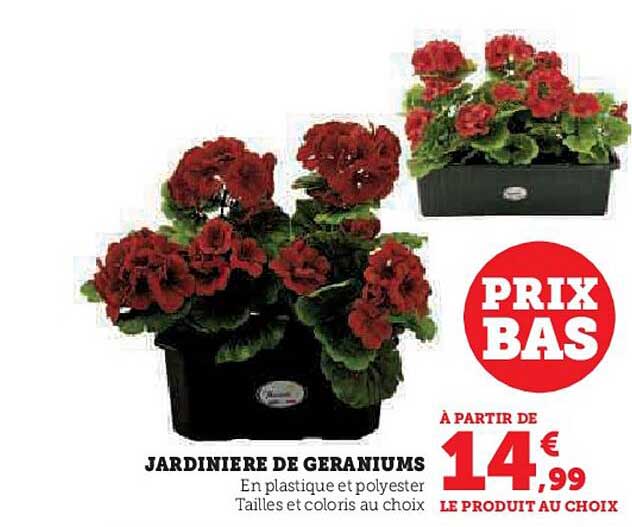 jardinière de géraniums