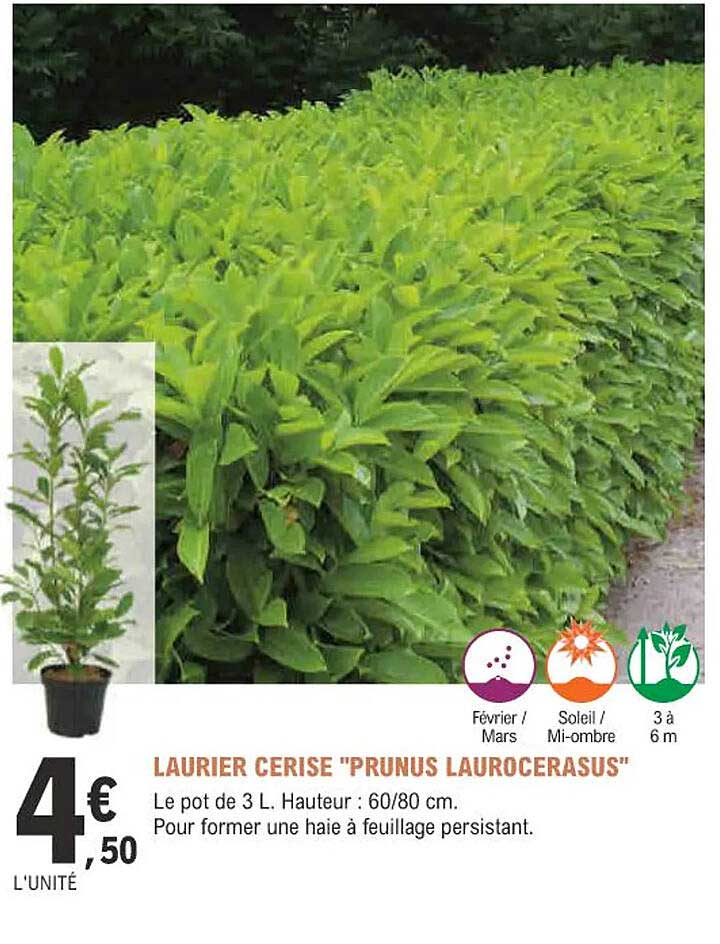 laurier cerise "prunus laurocerasus
