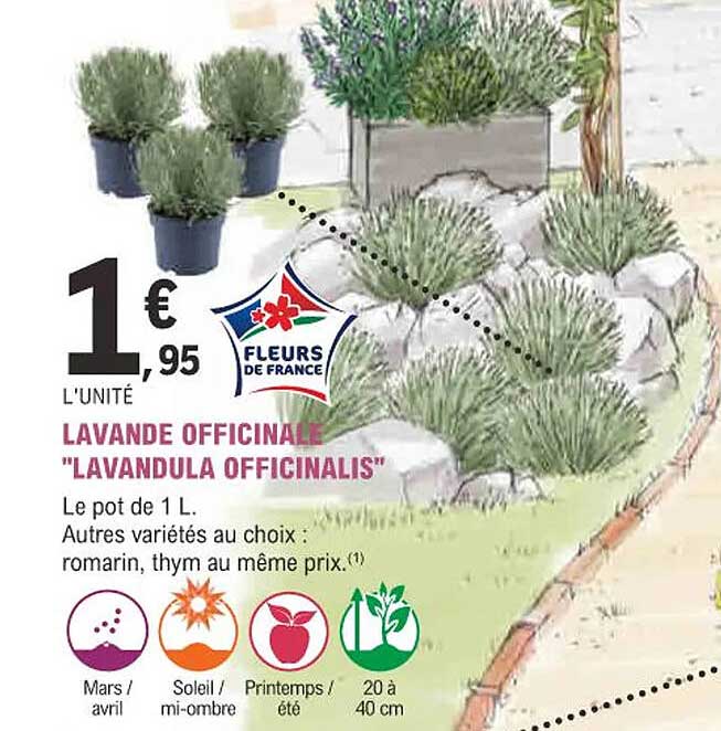 lavande officinale "lavandula officinalis"